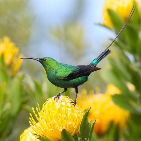 Malachite Sunbird on a protea